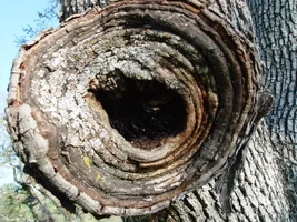 21010-front view 1.webp