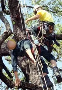 21262-sirbasku AR-webpage.webp