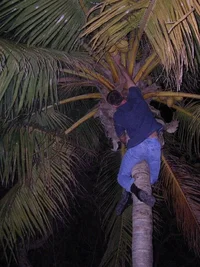 21522-CocoNUT mi 1 40%.webp