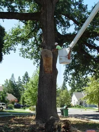 21669-hreitage tree #1.webp