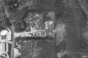 21794-The Tree Mann.webp