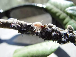 21902-comming out.webp