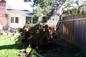 21938-tree on house1.webp