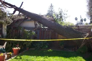 21939-tree on house10.webp