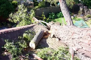 21940-tree on house8.webp