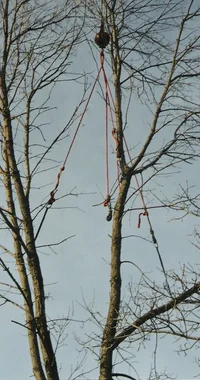 21998-Four leg spider web.webp