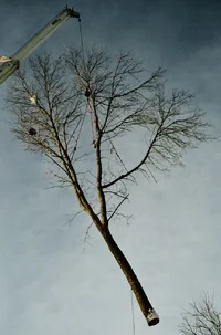 22000-Four leg spider whole tree web.webp