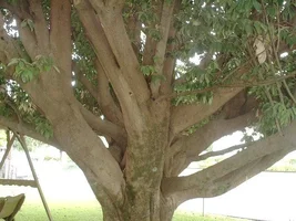 22143-Copy of  branch and trunk structure Cullman AL 6-23-04.webp