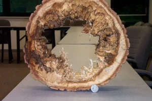 22577-TreeRiskAsess 001.webp