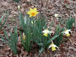 22642-Spring 05.webp