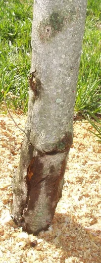 23001-Trunk wound web.webp