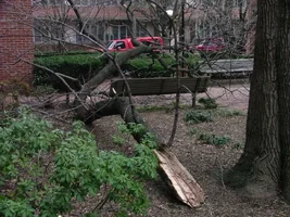 23053-Broken Limb.webp