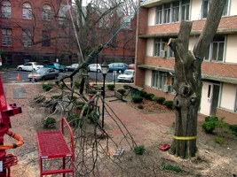 23061-Brush Lowering.webp