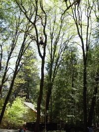 23100-Austin Stemming.webp