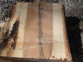 23104-quercus Kelloggii.webp