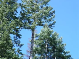 23325-50 foot top starting to tip.webp