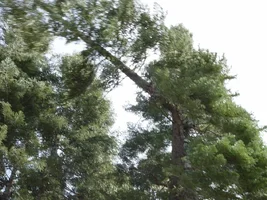 23326-60 foot top.webp