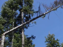 23327-70 foot dead top.webp