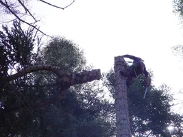 23328-forked top.webp