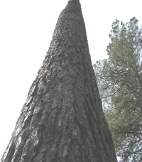 23610-start stepping.webp