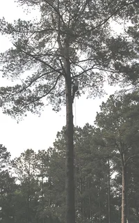 23613-enter the canopy.webp