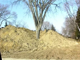 23819-J.Ford Elms 004.webp