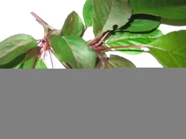 24193-pipes 005.webp