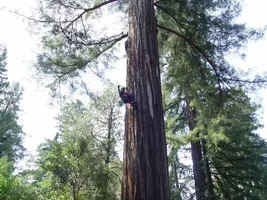 24446-Jamie Goddard Ascending Tree.webp
