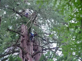 24450-Joey Cornell and Mike Teti Rynolds tree.webp