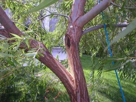 24482-Ezekiel's Garden Photos 059.webp