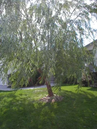 24483-Ezekiel's Garden Photos 060.webp