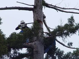 24553-popping out the face cut.webp