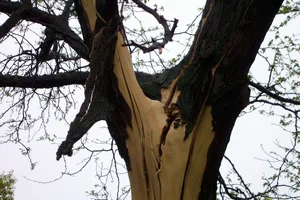 24611-lightning strike HL3.webp