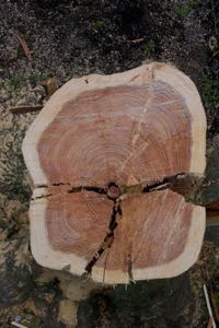 24612-lightning strike HL5.webp