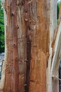 24615-lightning strike HL6.webp