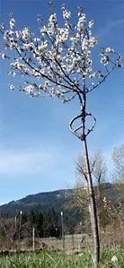 24802-peaceSignTree.webp