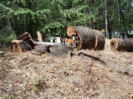 24832-Black Oak Stump cut.webp