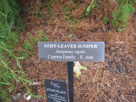 243930-Stiffleavedjuniper.webp