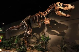 252752-wide_angle_dinosaur_800.webp