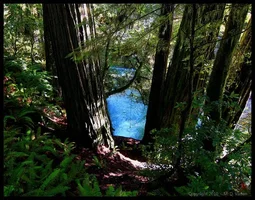 257323-mill_creek_redwood_trail_700.webp