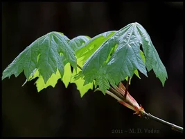 282080-Bigleaf_Maple_600.webp