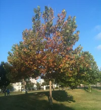 289104-whole-tree-from-east.webp