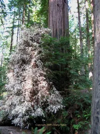 289444-Albino_Redwood_600..webp