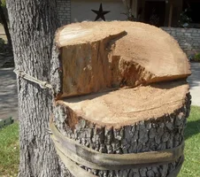 291865-9-Stump-cut1-CR.webp