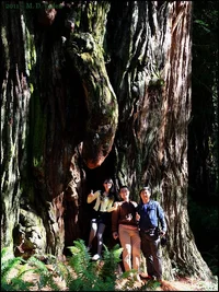 296450-redwoods_china_600.webp