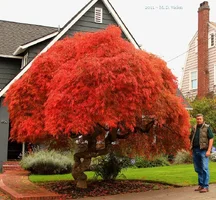 298480-Japanese_Maple_Fall_Color_800.webp