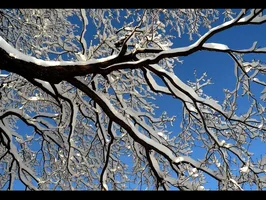 345621-snowtree1.webp