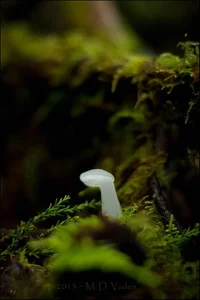 347392-fungi_white_600.webp