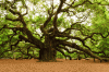 363269-angel-oak.gif