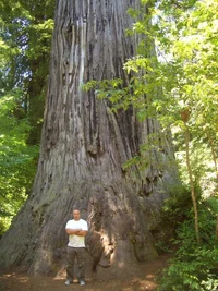 365907-redwoods_web1.webp
